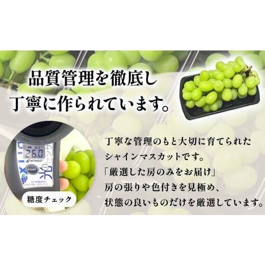 甘熟シャインマスカット 茨城県産　最高糖度26度　産地直送　種なし 皮ごとOK |  | 02