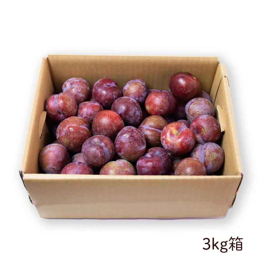 送料無料】奄美大島産すもも ガラリ種 奄美プラム M玉以上 1kg