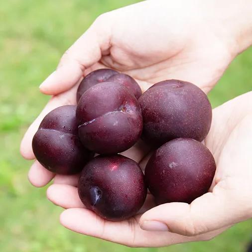 送料無料】奄美大島産すもも ガラリ種 奄美プラム M玉以上 1kg