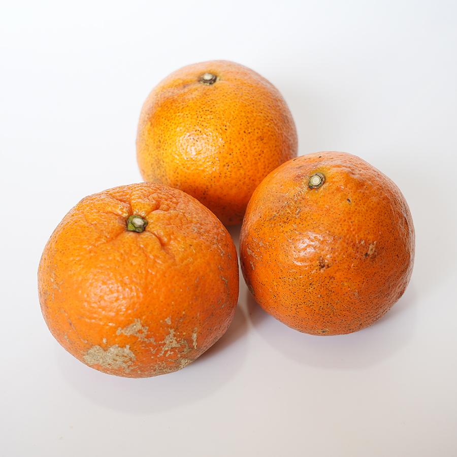 【2026年2月~3月発送】奄美大島産 完熟たんかん 5kg入り ご家庭用(良品)・サイズ混載 【送料無料】 : 奄美特産品市場 - 通販 ...