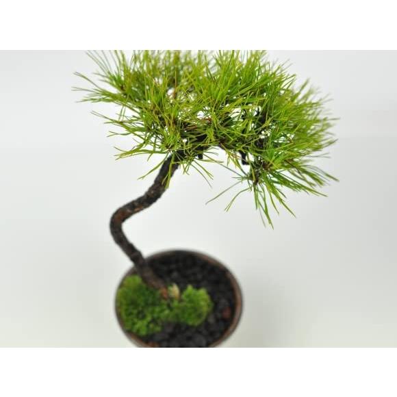 赤松 文人》赤松盆栽 盆栽 文人木 / 五葉松 真柏 鉢 糸魚川