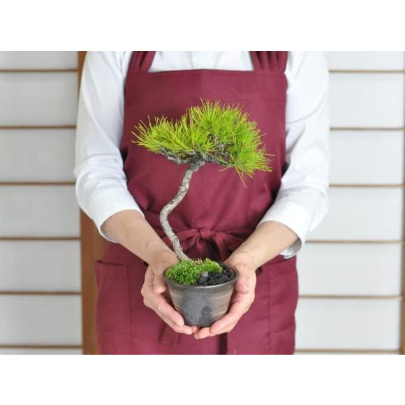 赤松 文人》赤松盆栽 盆栽 文人木 / 五葉松 真柏 鉢 糸魚川