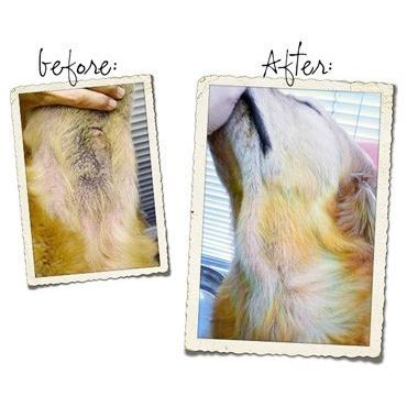 プロバイオCaプラス：ペットの口臭・体臭・便臭、アトピー、アレルギー