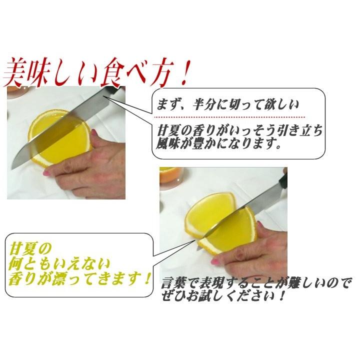 呼子夢甘夏ゼリー M6個入　産地直送 佐賀県唐津・呼子甘夏かあちゃん |  | 02