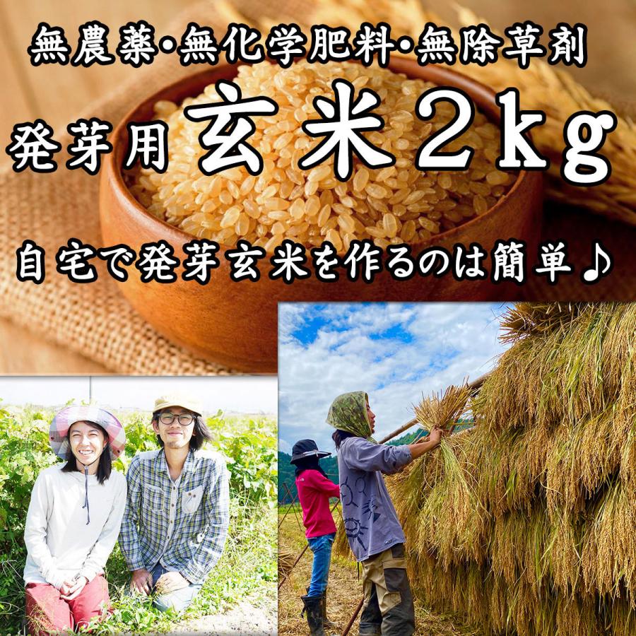 【新米】玄米 無農薬 2kg 無農薬玄米 免疫力 無農薬米 農家直販 化学肥料不使用 除草剤不使用 自然栽培米 発芽用玄米 京都産 オーガニック コシヒカリ｜amatsuchi-shop