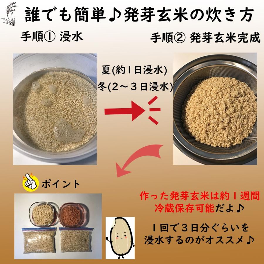 楽天最安値に挑戦】玄米 無農薬 2kg 自然栽培米 オーガニック 無農薬
