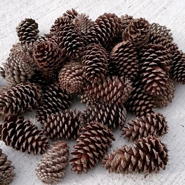 焚付ボックリ 乾燥松ぼっくり 5個 Bokkuri Takitsuke 001 薪専門店 アマウッド 通販 Yahoo ショッピング