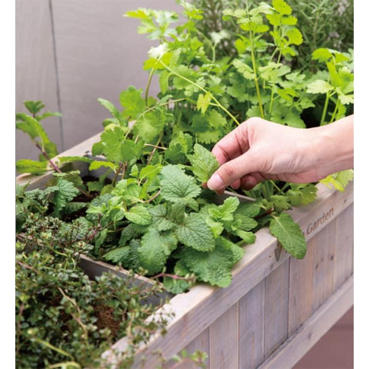 タカショー(Takasho) プランター レイズドベッド ハーブプランター スリム グレイウォッシュ WK-08FG     商品情報    ハーブプランター・グレイウォッシュ スリム WK-08FG・・Size:スリムColor:グレイウォッシュ・サイズ：約幅78cm×奥行31cm×高さ80cm・重量 G1200961119(10671円)