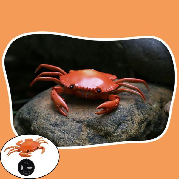 ハチワレ　カメラ　カニ ハチワレ カメラ カニ ハチワレ カメラ カニ Amazon | ち～かわ