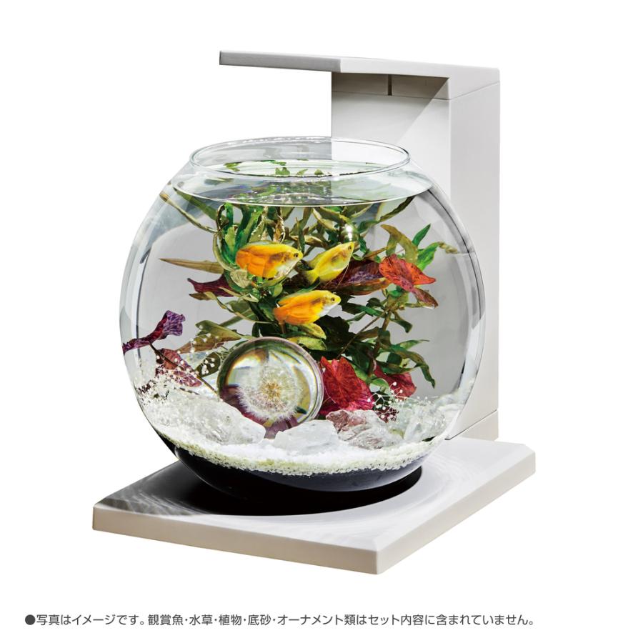 最終値下げ‼️オールインワンガラス水槽‼️4点セット‼️ 最終値下げ‼️オールインワンガラス水槽‼️4点セット‼️ - メルカリ