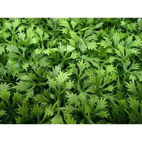 人工芝 ミニメープルマット (2枚)(造花 人工草 落ち込み押しとどめる 難燃UV産業商いもの)