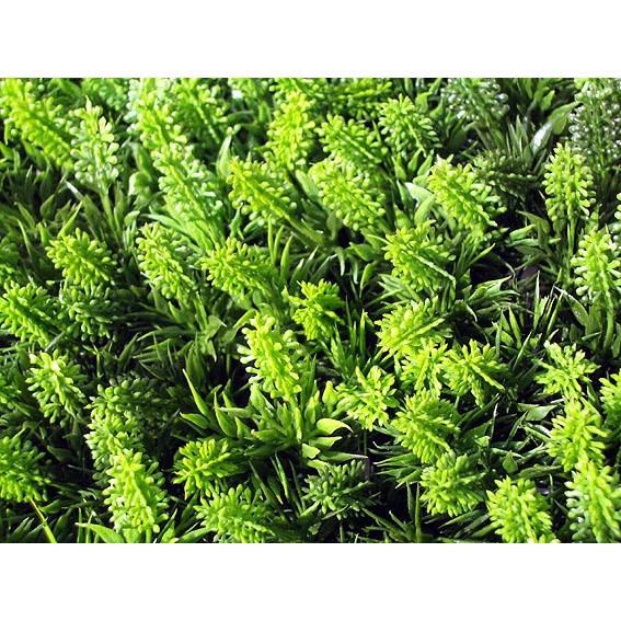 人工芝 スギコケマット（2枚）(造花 人工草 難燃UV加工商品 スギゴケ