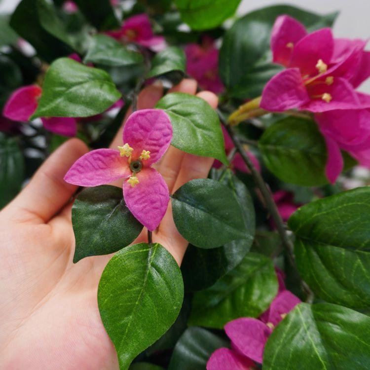 ブーゲンビリア　大株 メキシコの盆栽園にある400年のブーゲンビリア : r/Bonsai