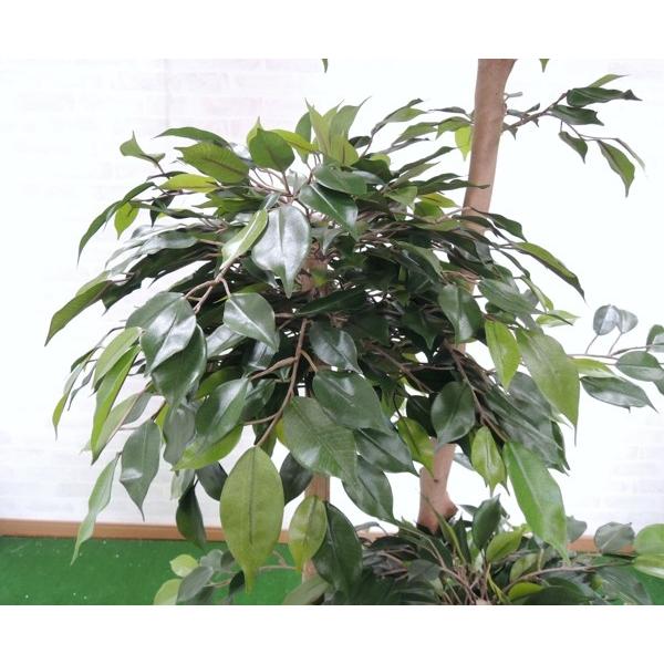 ガジュマルトピアリー 150cm (フェイクグリーン リアル 店舗 中型 人工