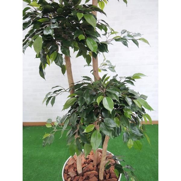 ガジュマルトピアリー 150cm (フェイクグリーン リアル 店舗 中型 人工