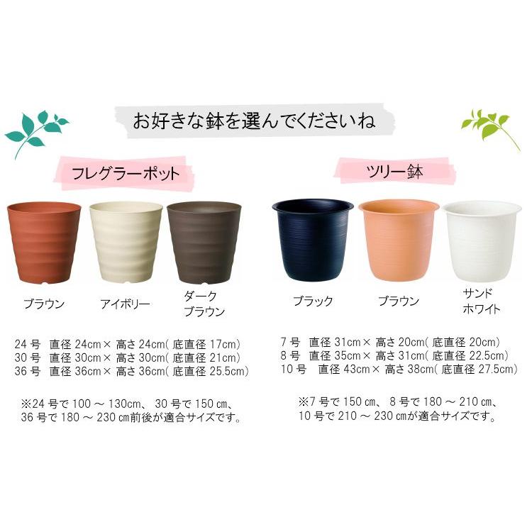 黒竹 2株 白いプラスチック鉢付き 約60cm