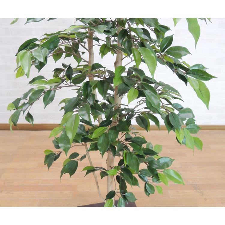 ベンジャミンナターシャ 1cm 造花 インテリア おしゃれ 室内 人工 観葉植物 装飾 ディスプレイ 作り物 フェイク グリーン プランツ Am Cs 1 造花観葉植物専門店ビワールデコ 通販 Yahoo ショッピング