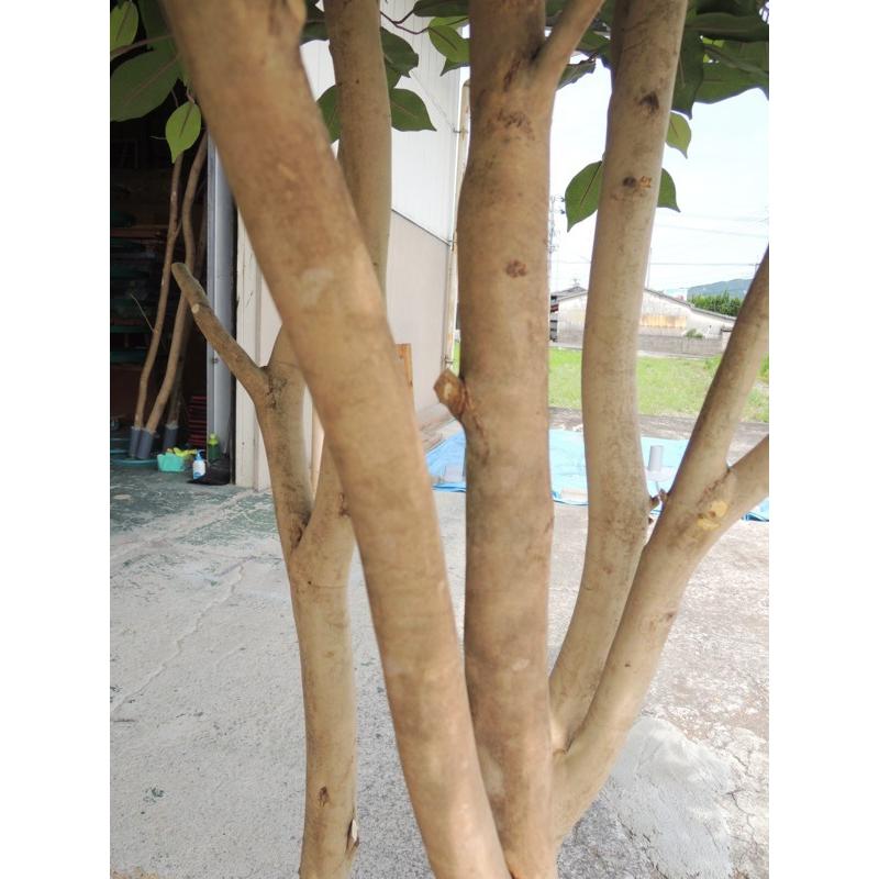 大きい植木 本物 生物 高さ220