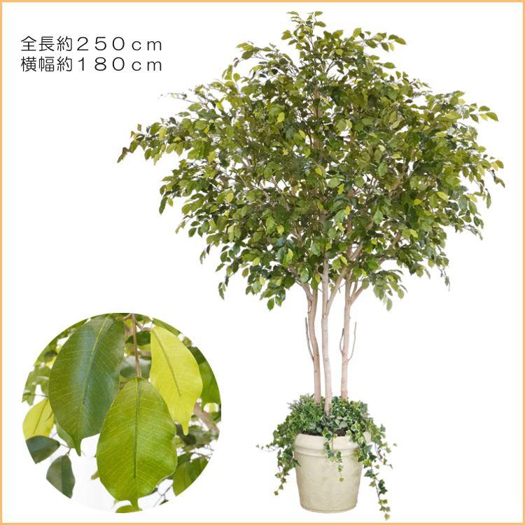 大型商品 ベンジャミン 組み立て式 250cm (造花 インテリア 人工観葉