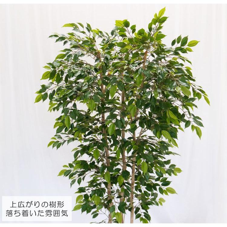ナチュラル ベンジャミン 上広がり バージョン 200cm (鉢植え 造花 人工 観葉植物 室内 おしゃれ 大型 インテリア グリーン 2m)_3