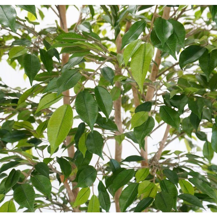 ナチュラル ベンジャミン 上広がり バージョン 200cm (鉢植え 造花 人工 観葉植物 室内 おしゃれ 大型 インテリア グリーン 2m)_5