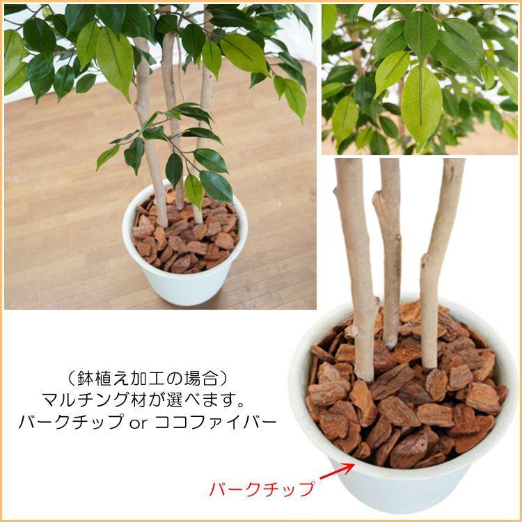 ナチュラル ベンジャミン 上広がり バージョン 200cm (鉢植え 造花 人工 観葉植物 室内 おしゃれ 大型 インテリア グリーン 2m)_7
