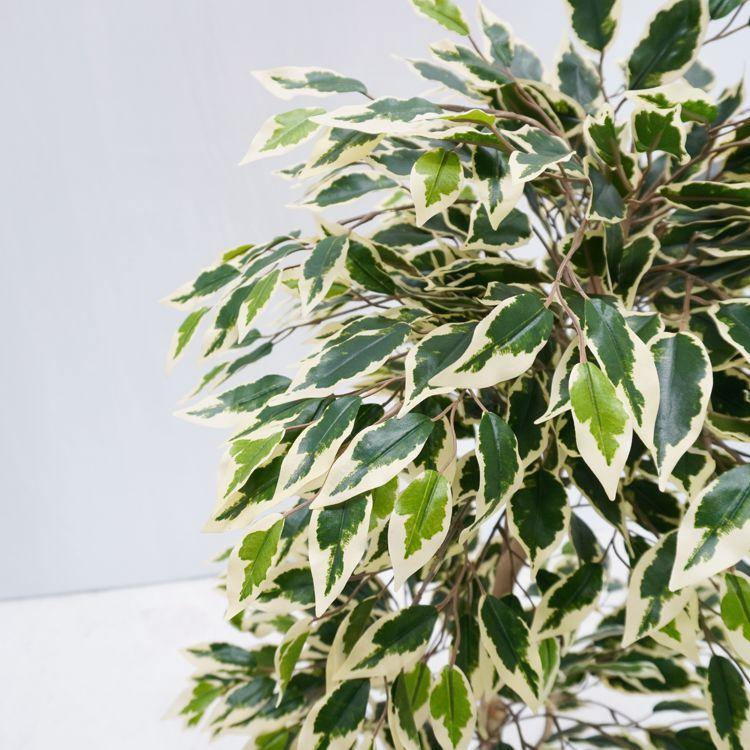 ベンジャミン 斑入り 110cm (フェイクグリーン 人工観葉植物 スター