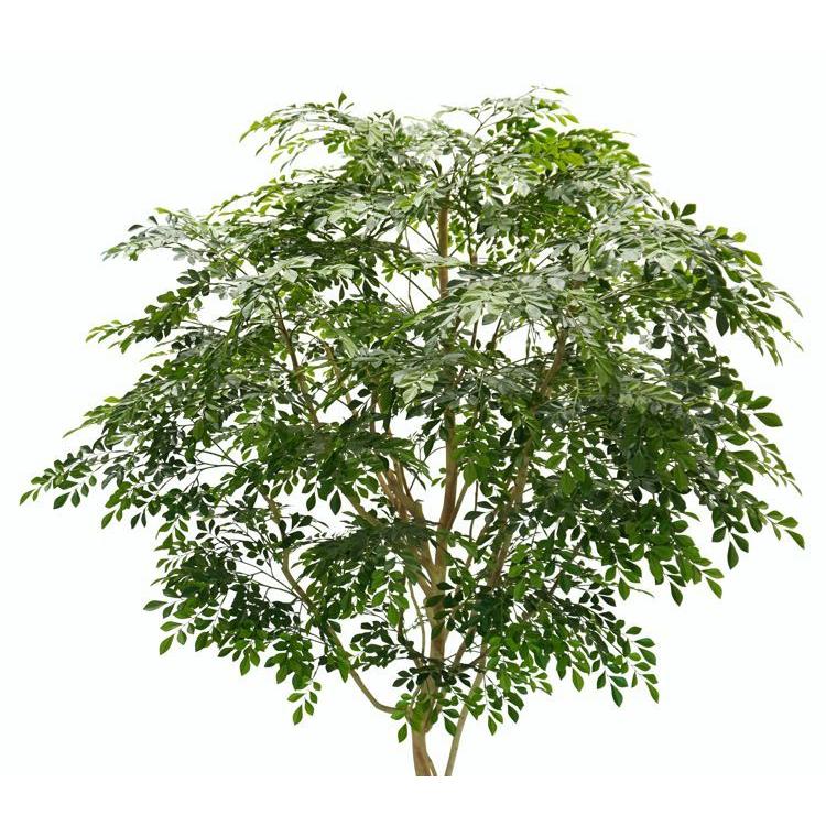 とても強い高木❤︎大きなシマトネリコの木 とても強い高木❤︎大きなシマトネリコの木