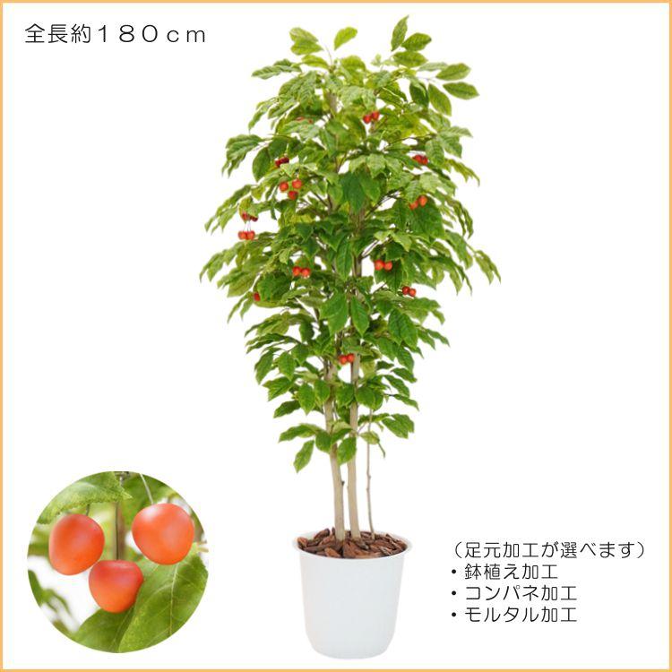 さくらんぼ の木 180cm (チェリー 造花 インテリア グリーン 観葉植物