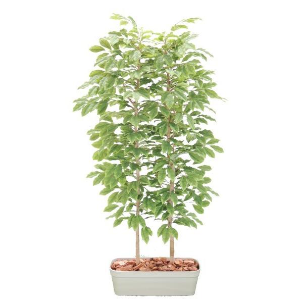 レビューで送料無料 チェリーの木 パーテーション 180cm 間仕切 フェイク 造花 インテリア 人工観葉植物 1 8m 大型 目隠し 植栽 ディスプレイ 早割クーポン Blog Lonolife Com