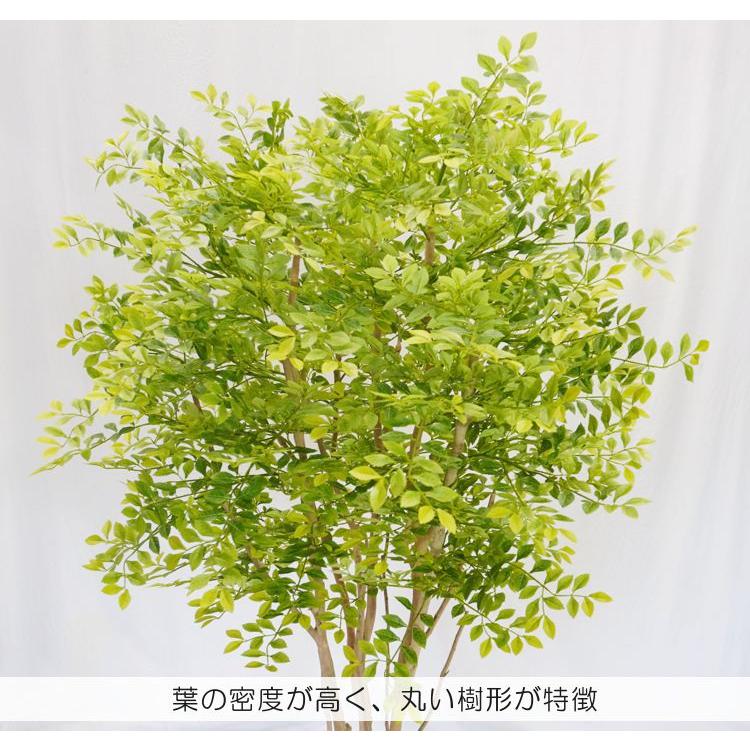 丸い シマトネリコの木 明るい葉 150cm (フェイクグリーン 造花 インテリア おしゃれ 室内 人工 観葉植物 ゴールデンリーフ 装飾 シマトネリコ)_2
