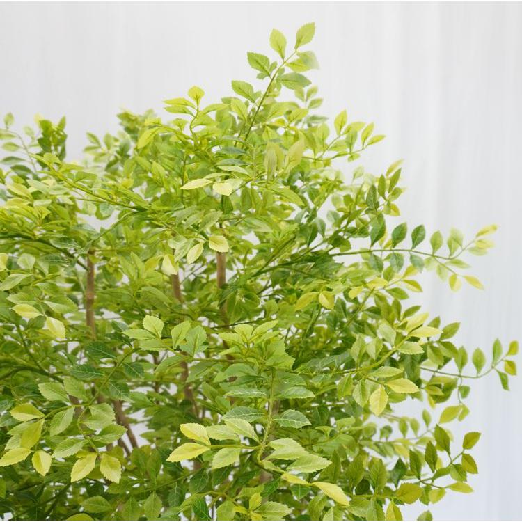 丸い シマトネリコの木 明るい葉 150cm (フェイクグリーン 造花 インテリア おしゃれ 室内 人工 観葉植物 ゴールデンリーフ 装飾 シマトネリコ)_3