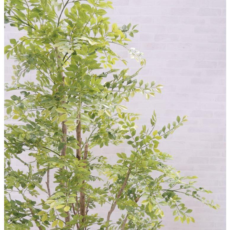 シマトネリコ の木 180cm (明るめの葉 造花 インテリア フェイク