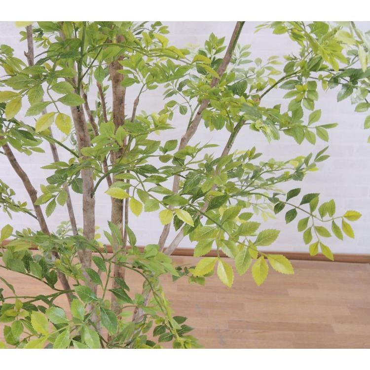 [直接引き取り限定] 値下げしました！ シマトネリコサイズ180センチ シマトネリコ 180cm （明るい葉 造花 人工植物 インテリア