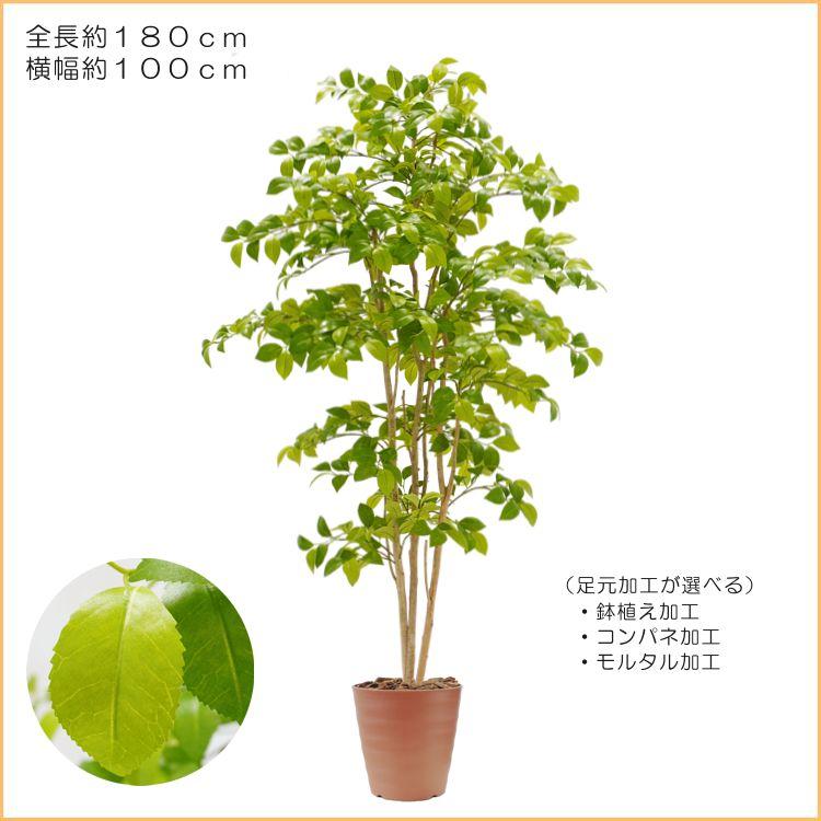 ナツツバキ 180cm (フェイクグリーン リアル 店舗 大型 人工観葉