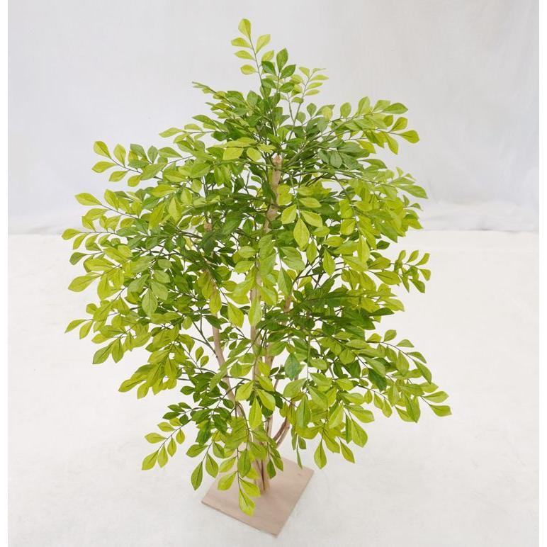 【直接引き取りのみ】トネリコ　大型　観葉植物　園芸用品セット 楽天市場】観葉植物 大型 シマトネリコ トネリコ 10号 ラウンド型