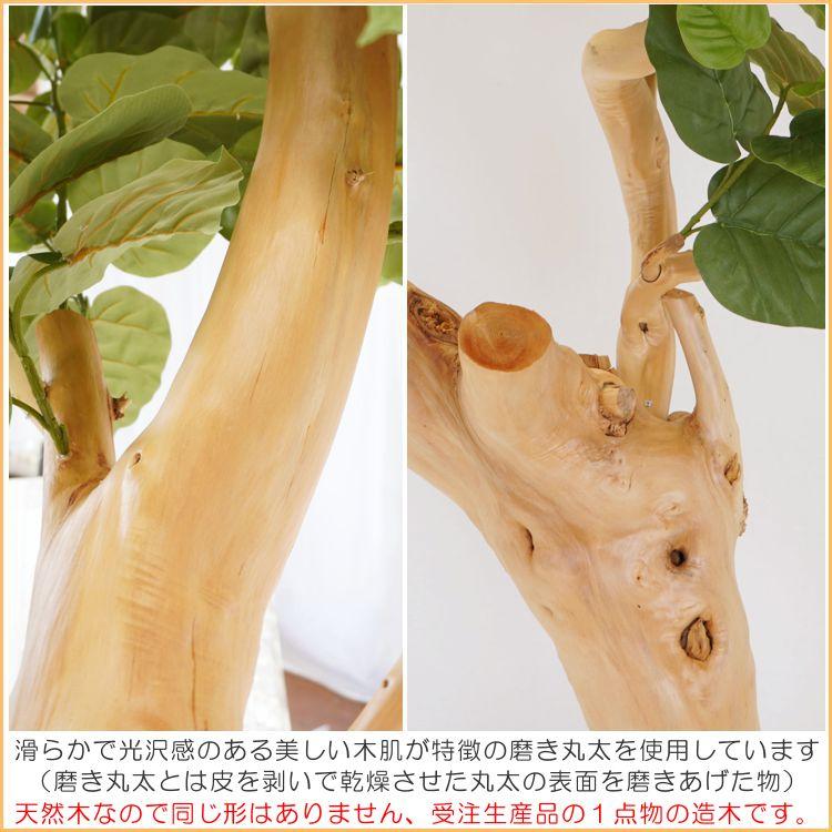 大きい植木　本物　生物　高さ220 大型 ウンベラータの木 高さ220cm (フェイクグリーン 造花