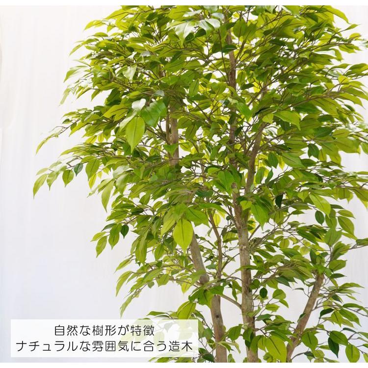 ベンジャミン　ナターシャ　希少　自然樹形　鉢入り　送料無料 自然調 フィカス の木 180cm (造花 ベンジャミン ナターシャ ライト