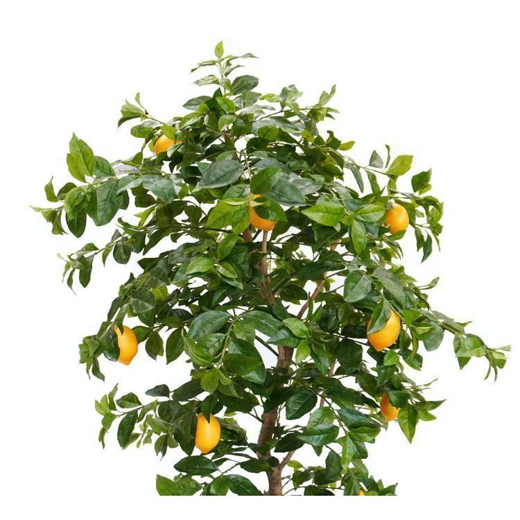 レモン の木 実付 230cm (人工観葉植物 檸檬 れもん 造花 人工