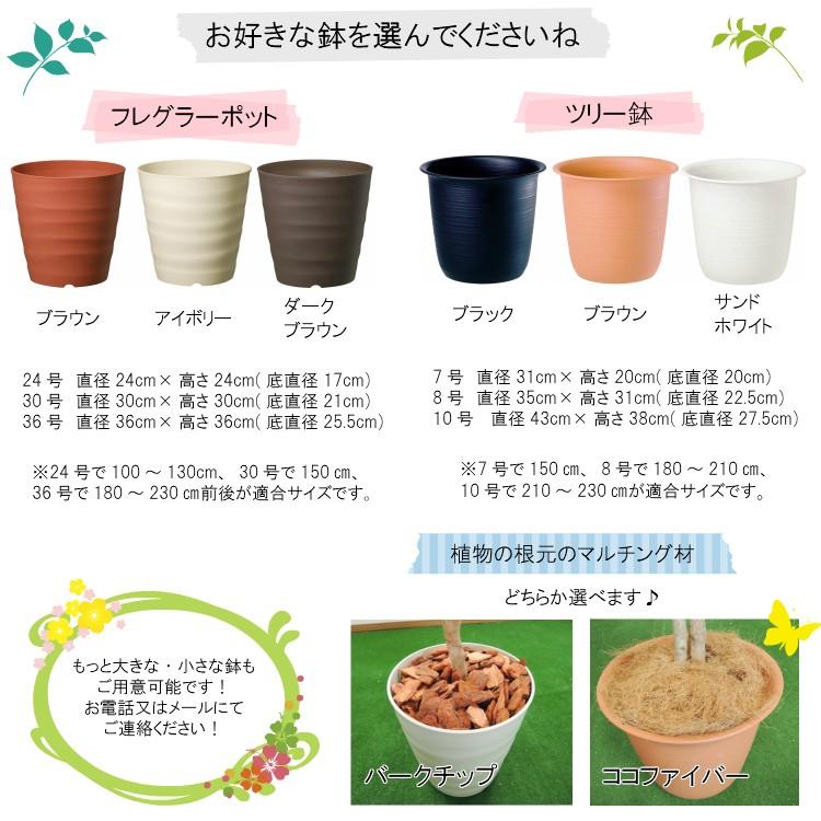 ブナツリー 150cm (造花 人工観葉植物 緑 和風 インテリア 造園 庭園 坪庭 1.5m 山毛欅) ブナツリー インテリア 和風 山毛欅) 緑 (造花 坪庭 150cm 人工観葉植物 造園 1.5m 庭園 L2272904473(20196円)