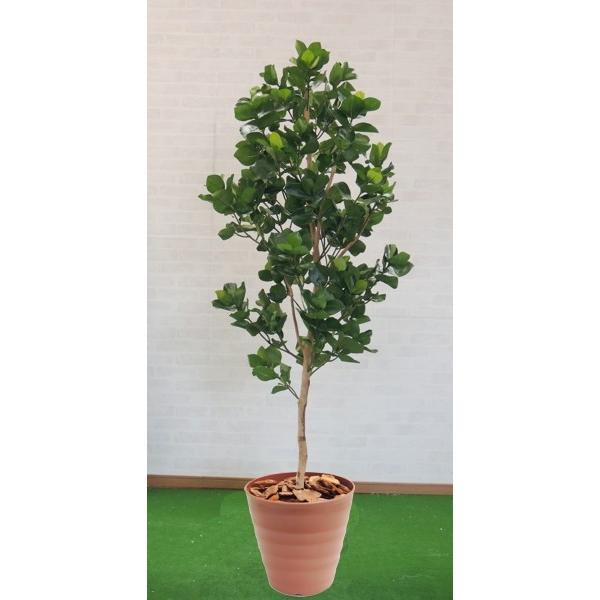 クルシア 180珊 (あずま屋 造花 室内装飾 人工観葉草木 1.8m かっこ良い 室内 まがい物 緑であること カ所) 花、ガーデニング-人工観葉、フェイクグリーン