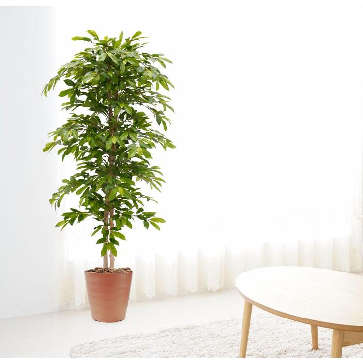 造花　高い　フェイクグリーン　170センチ グリーンジャック 170cm (フェイクグリーン 造花 オーストラリア