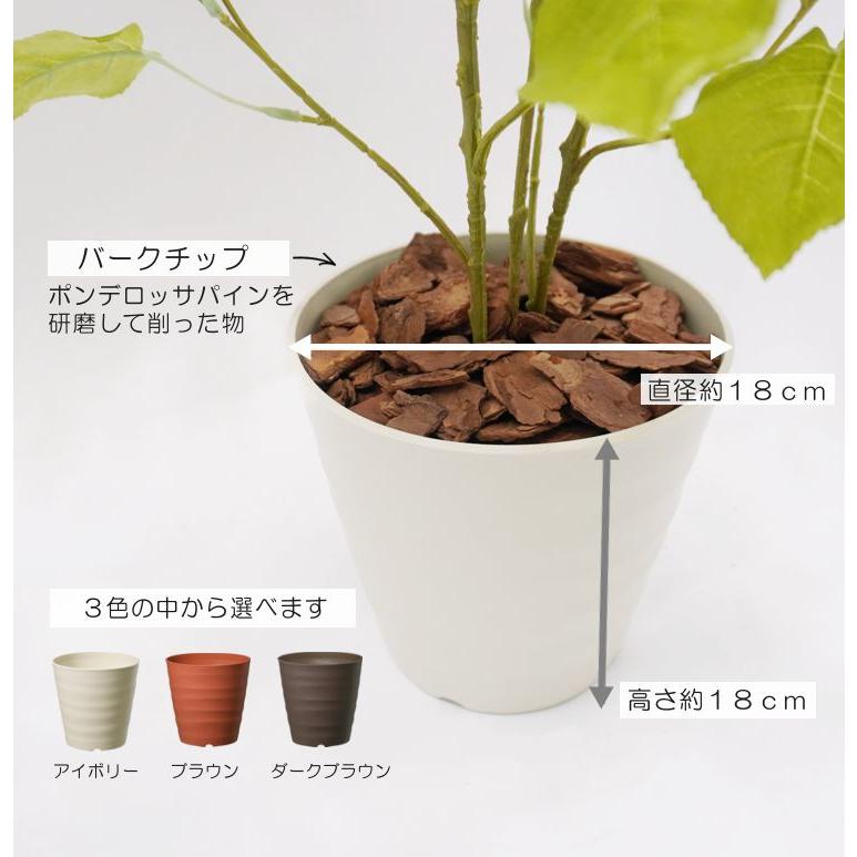 ポプラの木 苗木風 高さ80cm (フェイク グリーン インテリア ポプラの木 苗木風 高さ80cm (フェイク グリーン インテリア