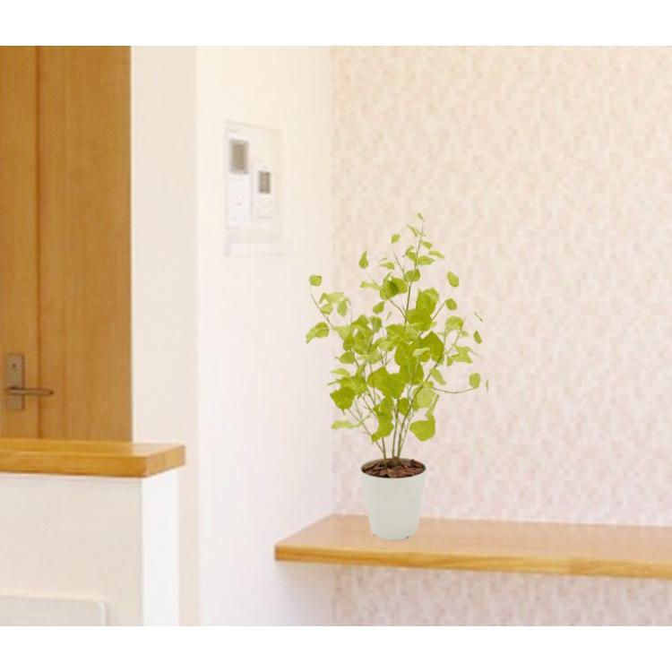 ポプラの木 苗木風 高さ80cm (フェイク グリーン インテリア 室内