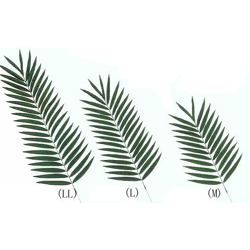 ケンチャパームリーフ Ll 人工観葉植物 大型 葉 インテリア フェイクグリーン 店舗装飾 南国 夏 Am3310 造花観葉植物専門店ビワールデコ 通販 Yahoo ショッピング