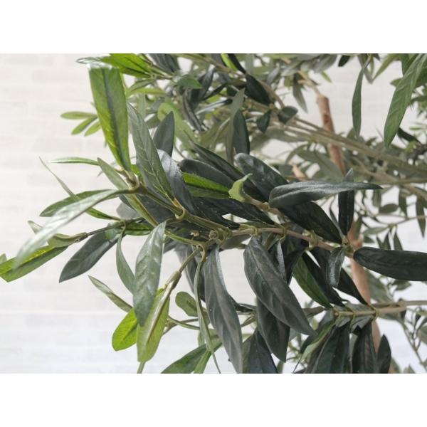 オリ-ブ（ルツカ）（曲がりあり巨大サイズ株）シンボルツリー用 楽天