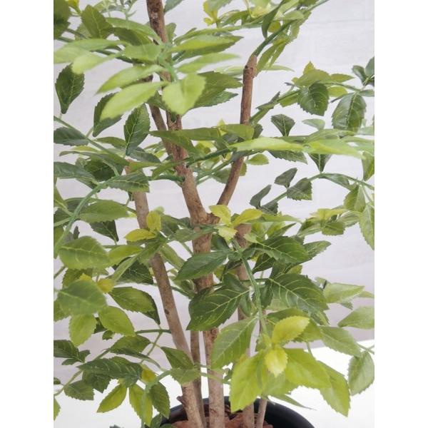 シマトネリコ 高さ60cm (明るい葉の色 造花 観葉植物 インテリア コーディネート 装飾 アイテム プランツ ディスプレイ 飾り)の画像