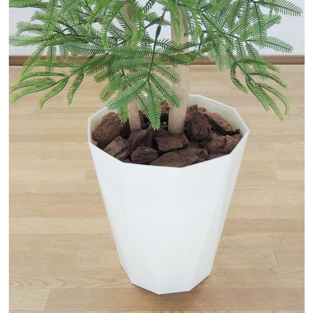 エバーフレッシュ　夜は眠るねむの木　観葉植物 120cm エバーフレッシュ 夜は眠るねむの木 観葉植物 120cm