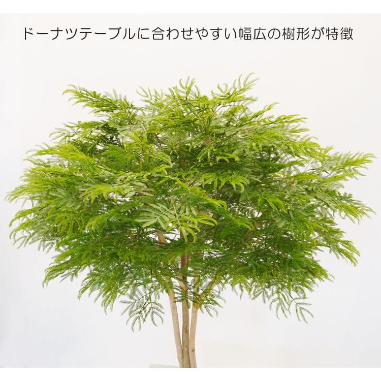 【初期/レア】 幅広がりのエバーフレッシュ 120cm (ネムノキ ねむのき フェイクグリーン 造花 人工観葉植物 1.2m インテリア おしゃれ 室内 大型 装飾 造木 ドーナツテーブル) 【1884717512】(65780円)