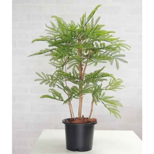 売れ筋 ネムノキ 高さ60cm インテリア グリーン 造花 観葉植物 装飾 飾り ミニサイズ 植栽 ねむの木 エバーフレッシュ 最安値に挑戦 Www Tiebreak Fr